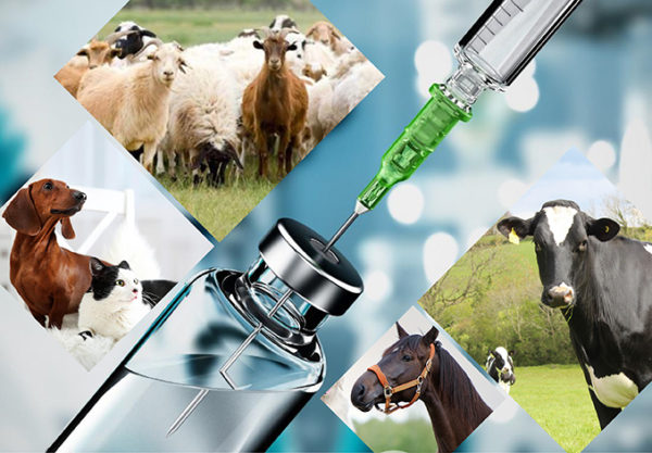 Forbedring af veterinærmedicin med hydroxypropyl Betadex